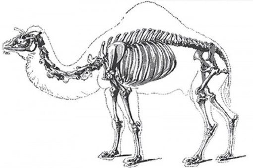 Хребет верблюда
